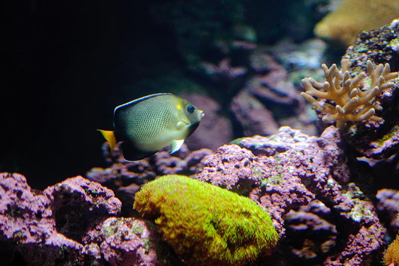 Biodiversité marine