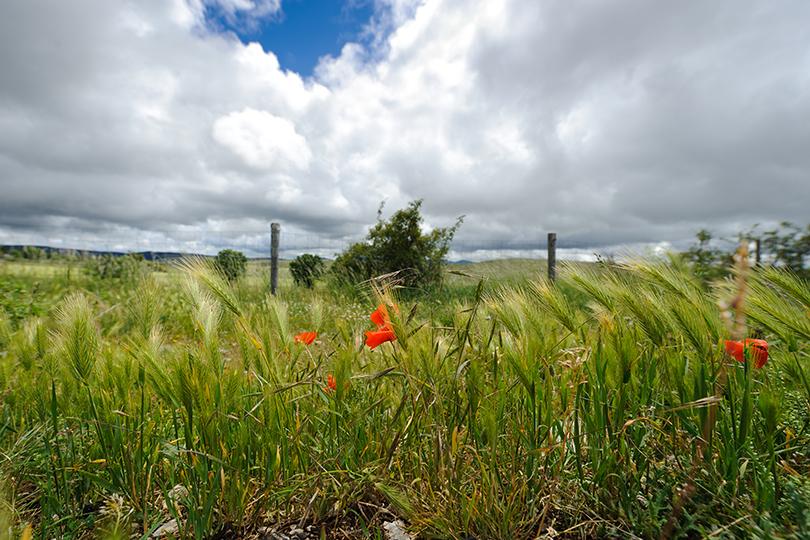 Photos de coquelicots