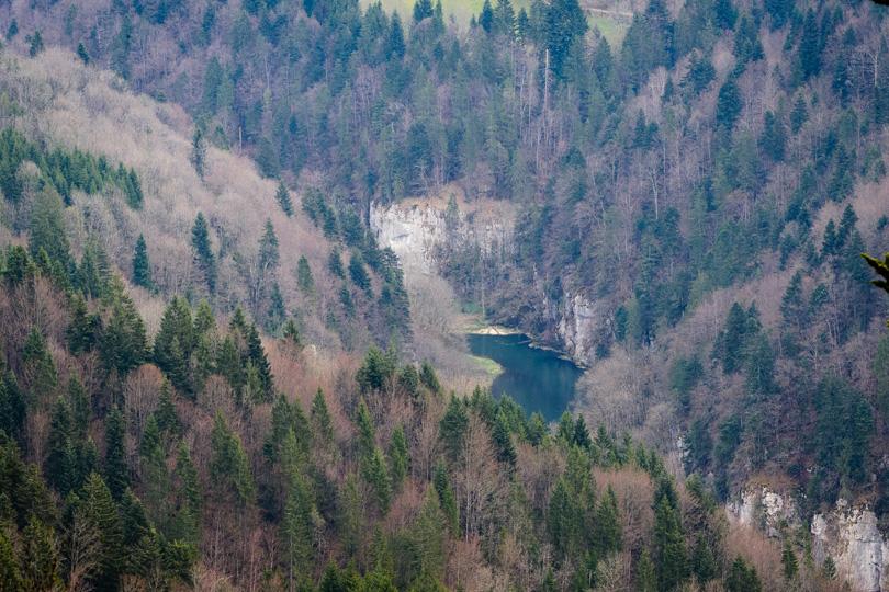 Forêt paysage