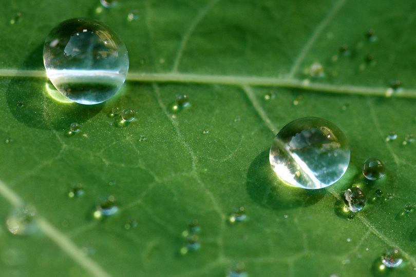 Gouttes d'eau sur feuille de capucine