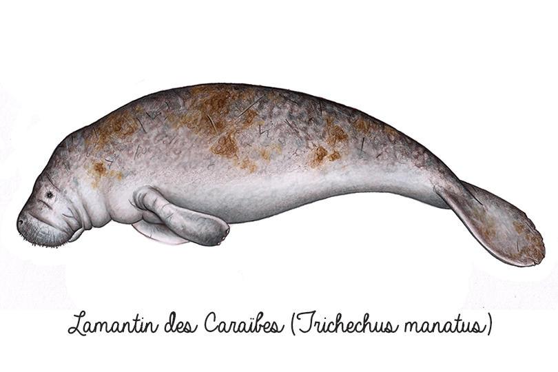 Lamantin des Caraïbes (Trichechus manatus)