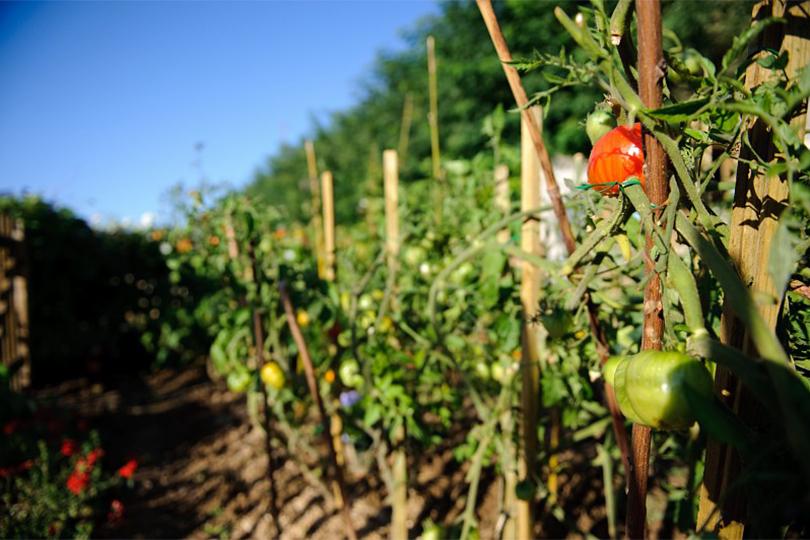Pieds de tomate