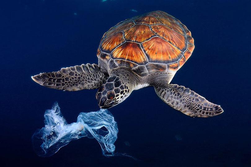 Tortue