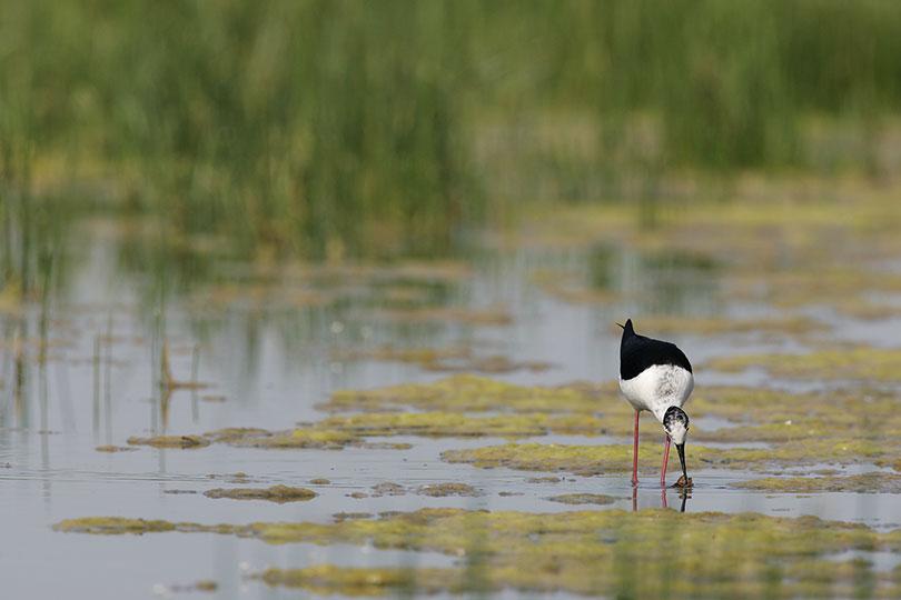 zone humide oiseau biodiversite